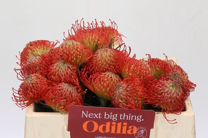 <h4>Nutans Succession</h4>