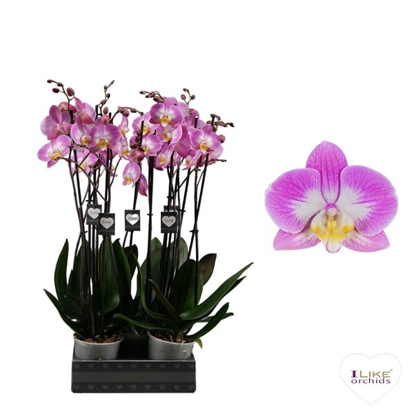 <h4>Phalaenopsis Split - 2 tak 70cm</h4>