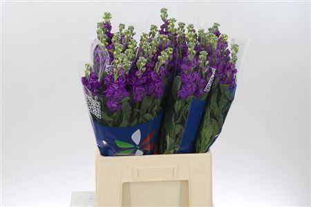 <h4>Matth Iron Purple</h4>