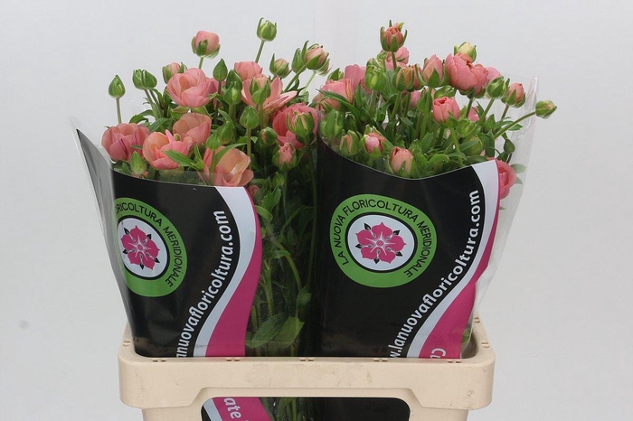 <h4>RAN NA MODER CAREZZA</h4>