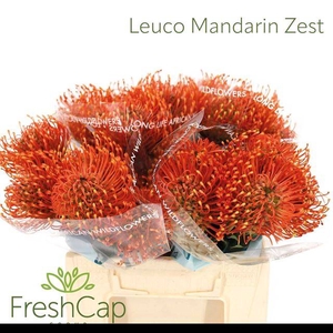 LEUCO AYOBA MAN ZEST