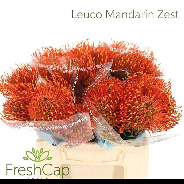 <h4>LEUCO AYOBA MAN ZEST</h4>
