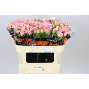 Rosa Tr Odilia X5