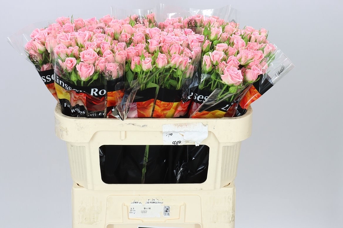 <h4>Rosa Tr Odilia X5</h4>
