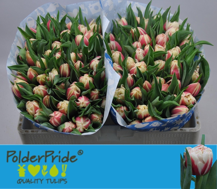 <h4>TU DU VERMONT</h4>