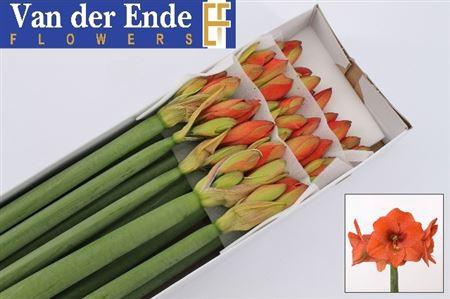 <h4>Hipp Naranja</h4>