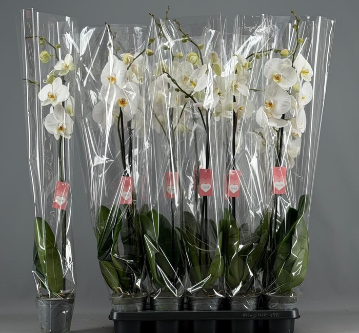 <h4>PHAL OV WIT</h4>