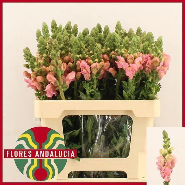 <h4>ANTIR POTOMAC PINK</h4>