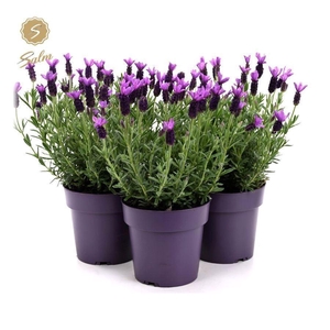 Lavandula stoec. 'Anouk'