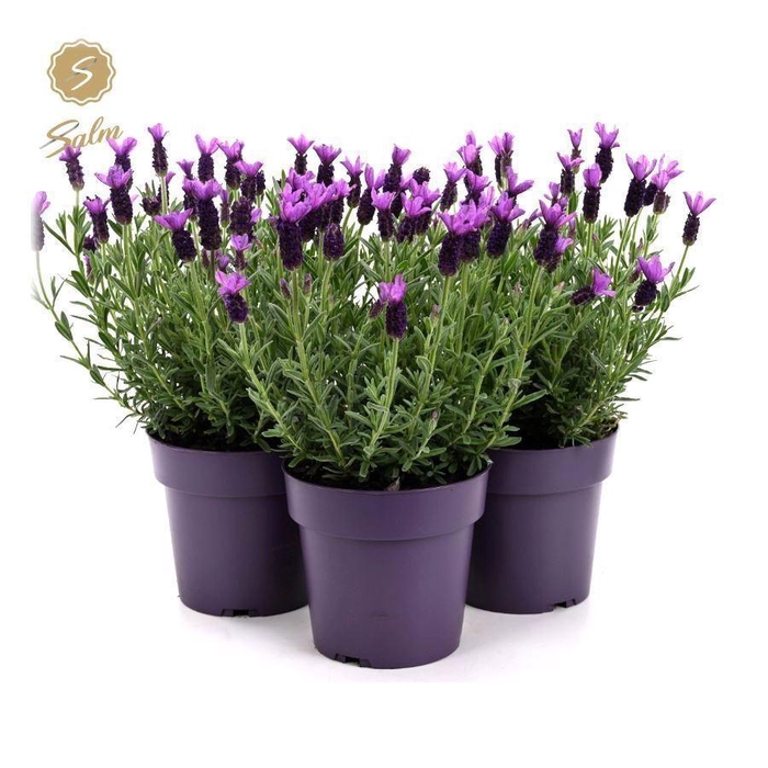 <h4>Lavandula stoec. 'Anouk'</h4>