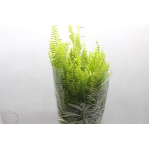 SAMAMBAIA AMERICANA C25