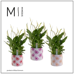 Mimesis Spathiphyllum Bellini - 13 cm in Nine - Bubblicious