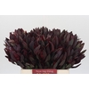 Leucadendron Saf Sunset Dark R.