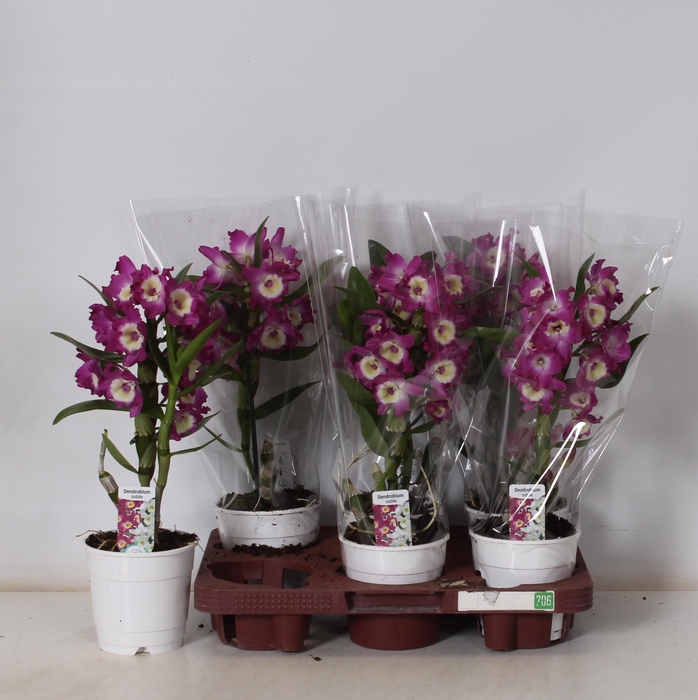 <h4>DEND NOBILE</h4>