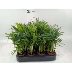 Chamaedorea elegans