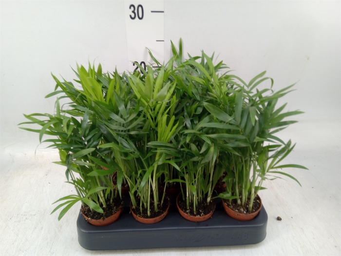 <h4>Chamaedorea elegans</h4>