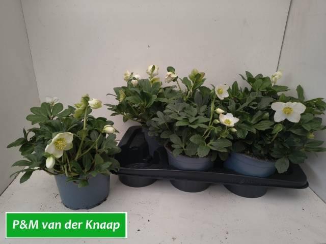 <h4>HELL NI ADVENT STAR</h4>