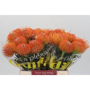 Nutans Ayoba Peach