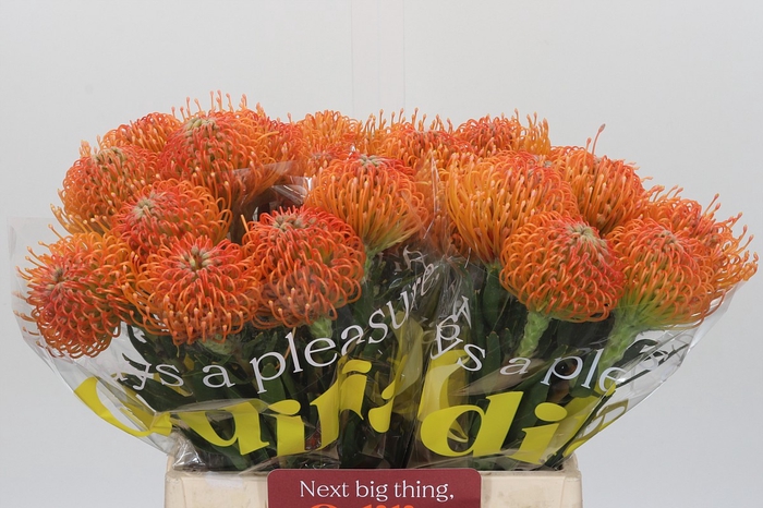 Nutans Ayoba Peach