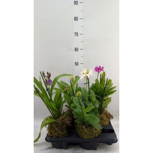 Orchideeen   ...