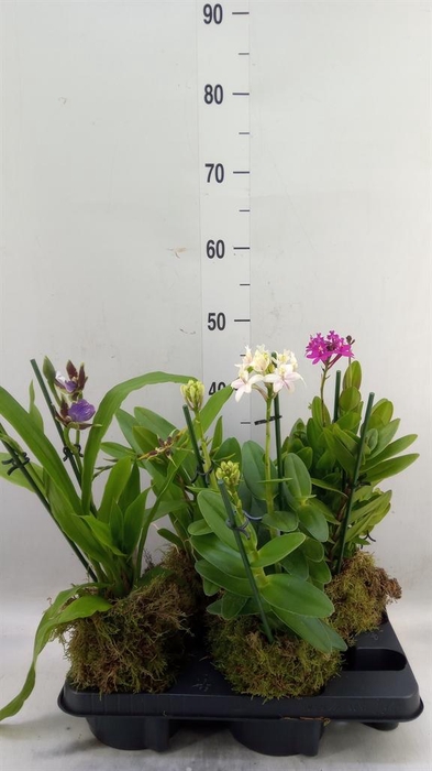 <h4>Orchideeen   ...</h4>