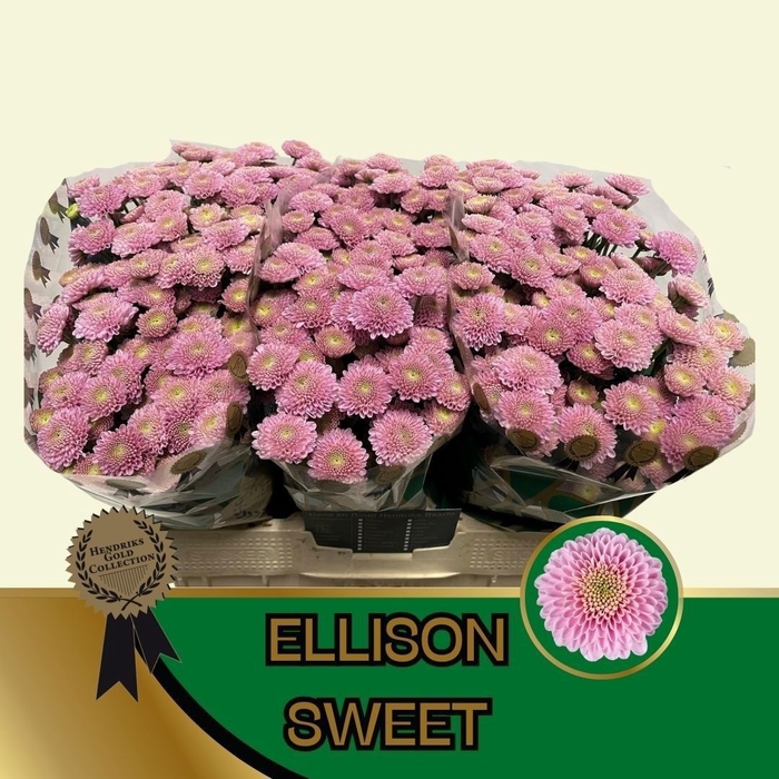 <h4>CHR S ELLISON SWEET</h4>