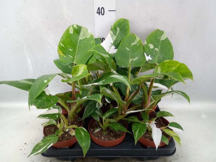 <h4>Philodendron   ...</h4>