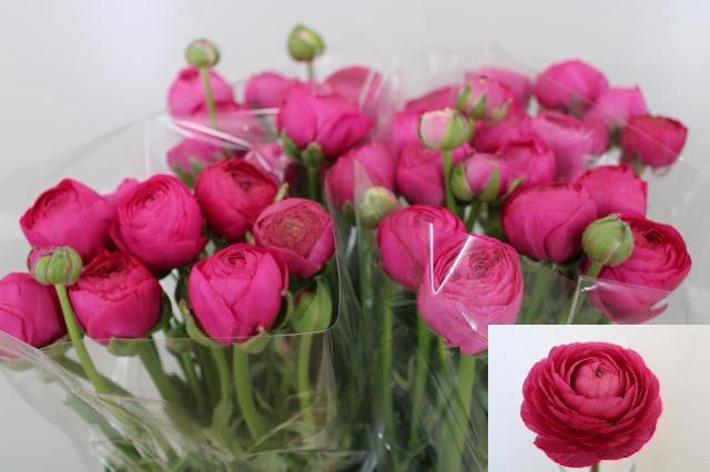 <h4>RAN AAZUR DEEP ROSE</h4>