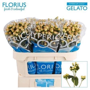Hyp Coco Gelato 70cm