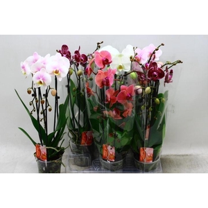 PHAL EL CASCADE