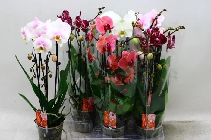 <h4>PHAL EL CASCADE</h4>