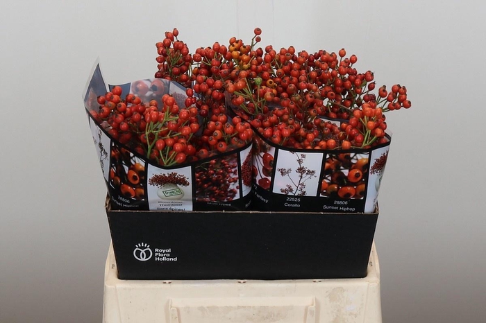 <h4>ROSA AUT ROSEFRUITS</h4>