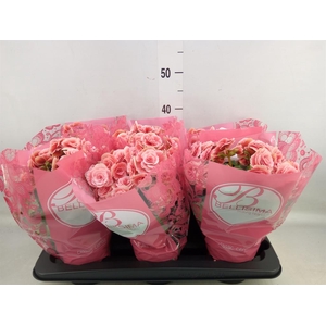 Begonia elat. DU 'Borias'