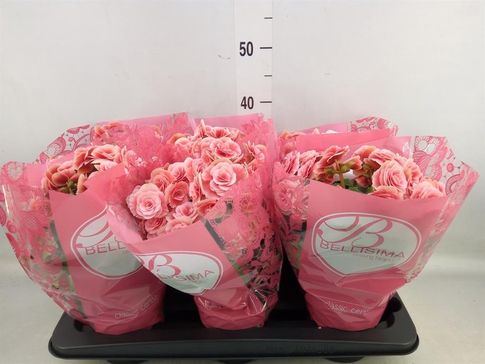 <h4>Begonia elat. DU 'Borias'</h4>