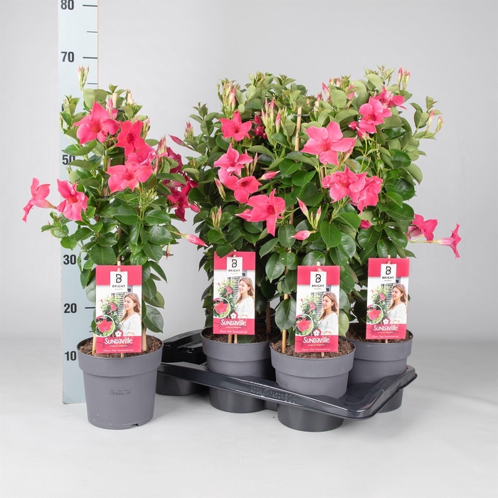 <h4>Mandevilla am. 'Sundav Pink'</h4>