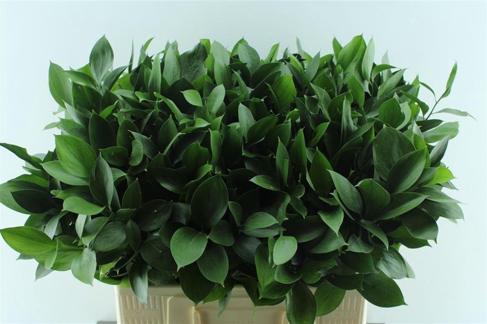 <h4>Ruscus Hypophyllum</h4>