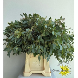 Populus Berry Long Super GF