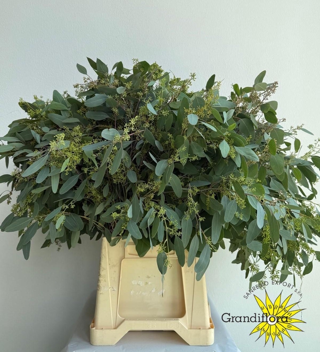 <h4>Populus Berry Long Super GF</h4>