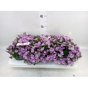 Campanula  'Ambella Pink'