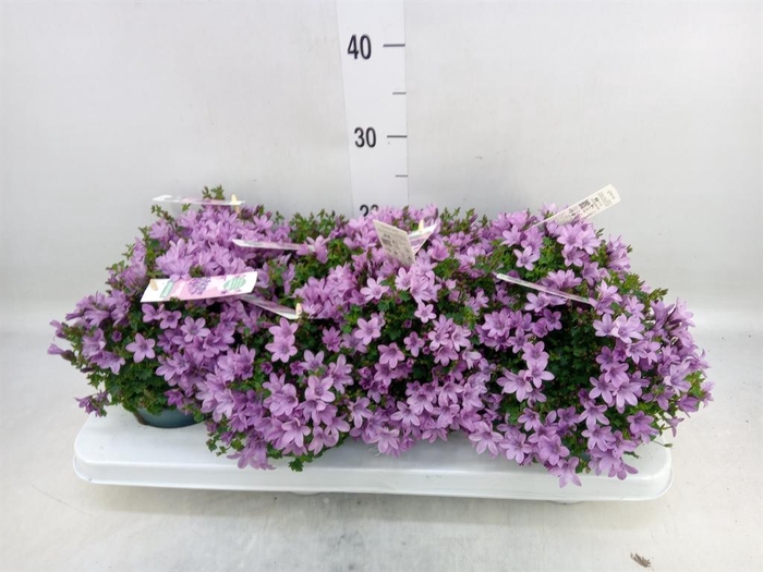<h4>Campanula  'Ambella Pink'</h4>