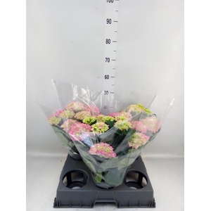 Hydrangea mac. 'Anda'