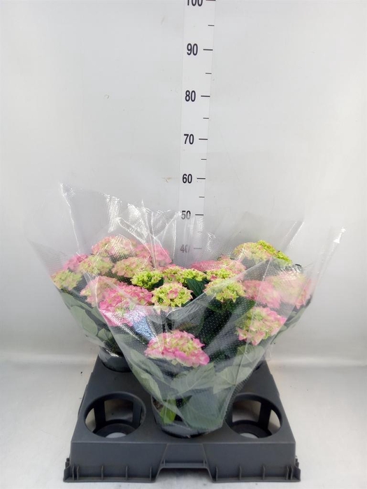 <h4>Hydrangea mac. 'Anda'</h4>