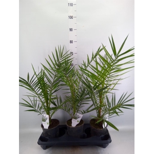 Phoenix canariensis