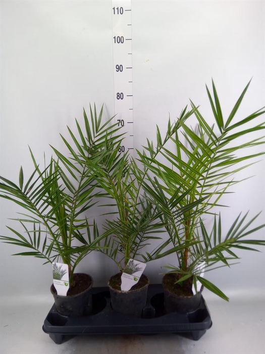 <h4>Phoenix canariensis</h4>