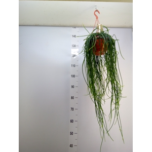 Rhipsalis floccosa