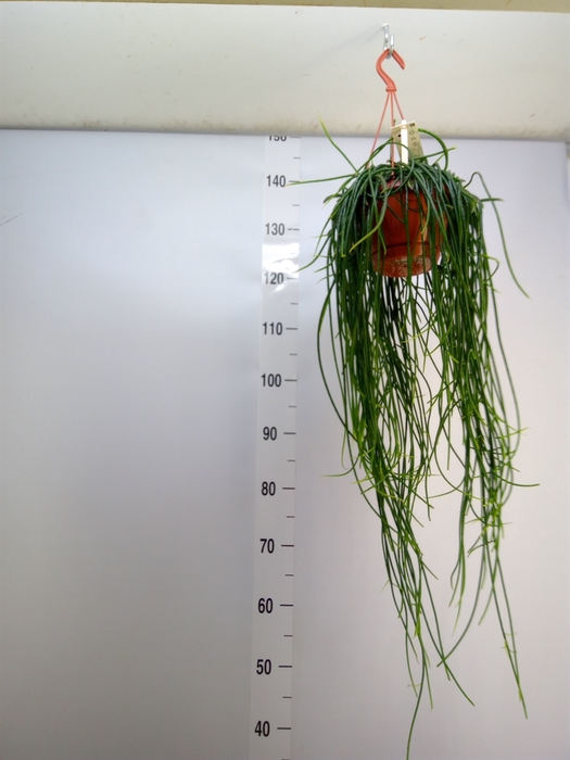 <h4>Rhipsalis floccosa</h4>