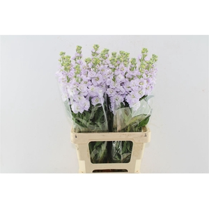 Matth Iron Lavendel