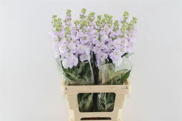 <h4>Matth Iron Lavendel</h4>