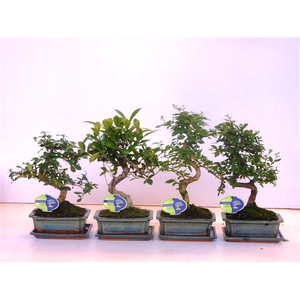 Bonsai mix, indoor, 20cm., shape, with drip tray