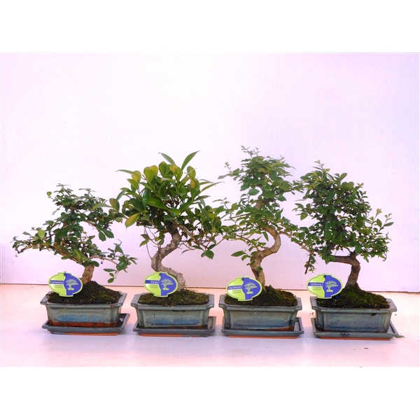 <h4>Bonsai mix, indoor, 20cm., shape, with drip tray</h4>